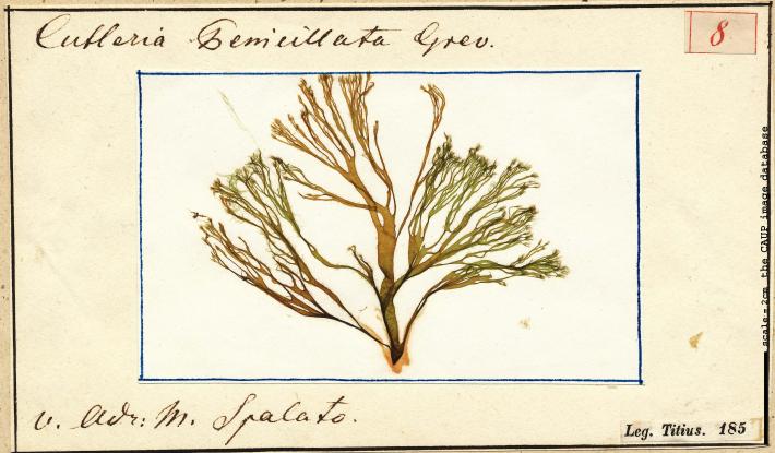 Cutleria penicillata_8.jpg